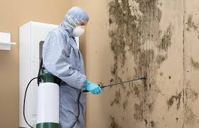 Best Basement Mold Removal  in Commerce, GA